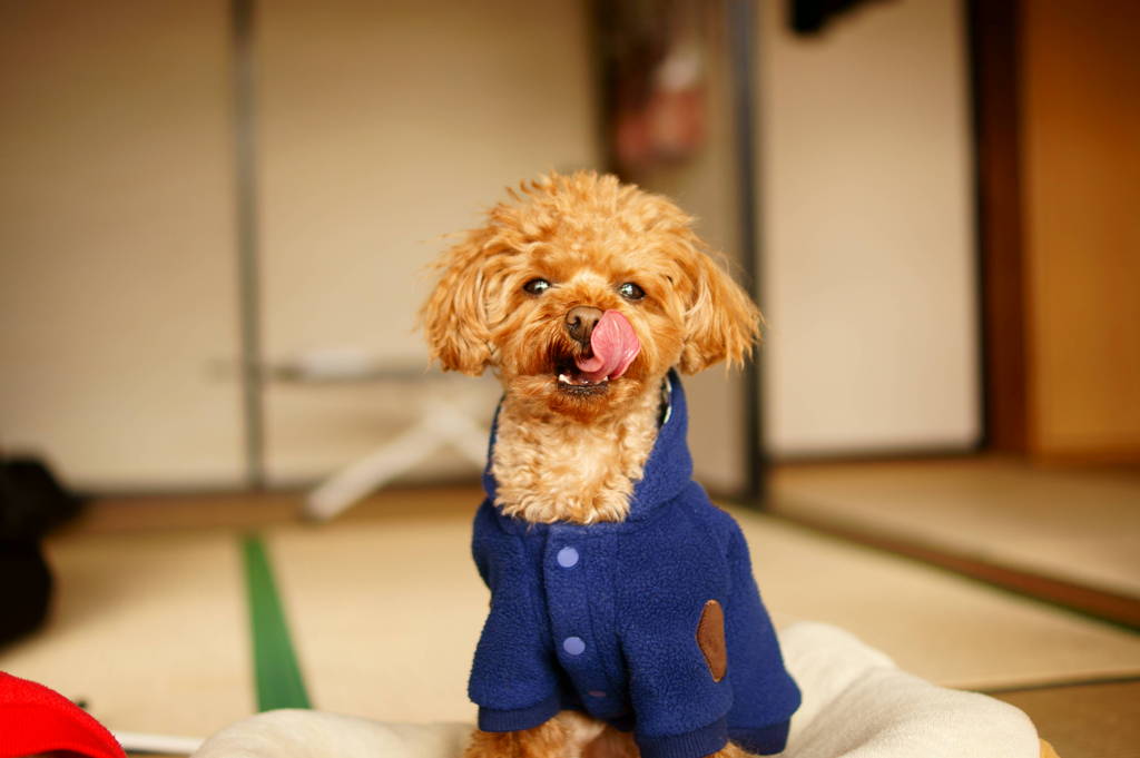 ぺろー