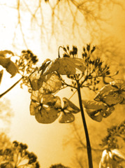 Spring Light