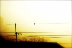 homesick