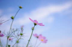 秋桜