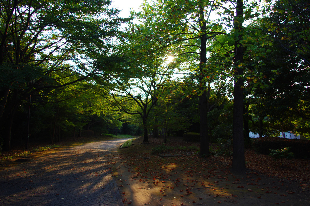 木漏れ日遊歩道