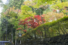 紅葉が見えてきた！