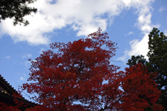 青空と紅葉