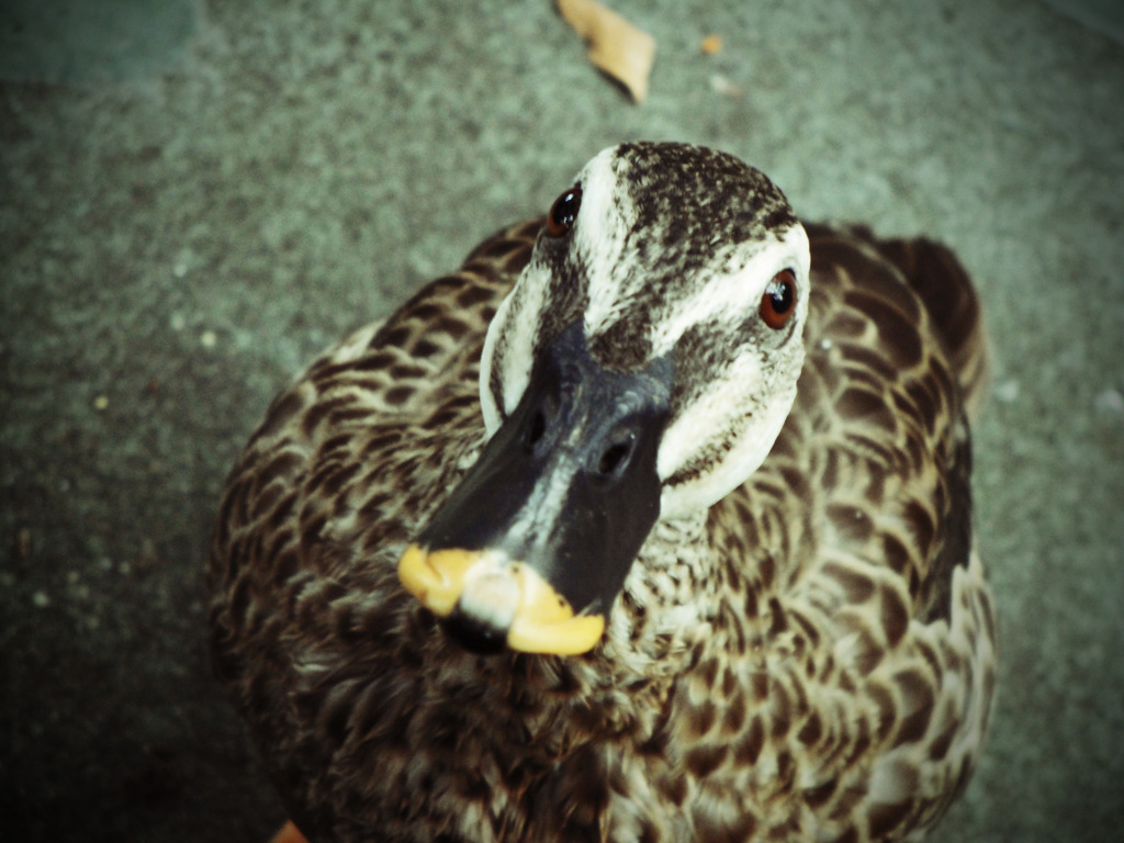 ディズニーランドのカモ