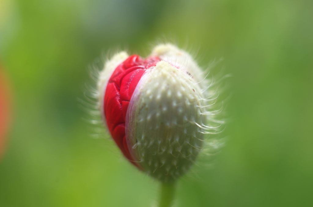 2015年6月　つぼみ
