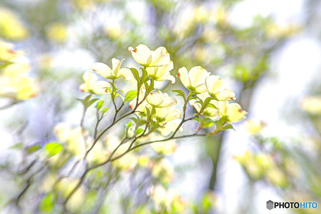 2020年4月　上坂部西公園