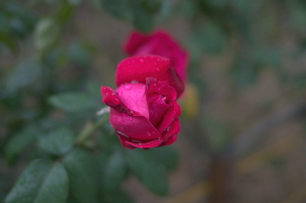 2012年10月　バラ