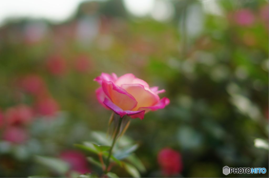 2015年10月　須磨離宮公園