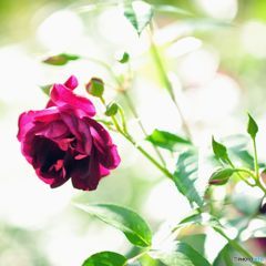 2016年5月　大井戸公園