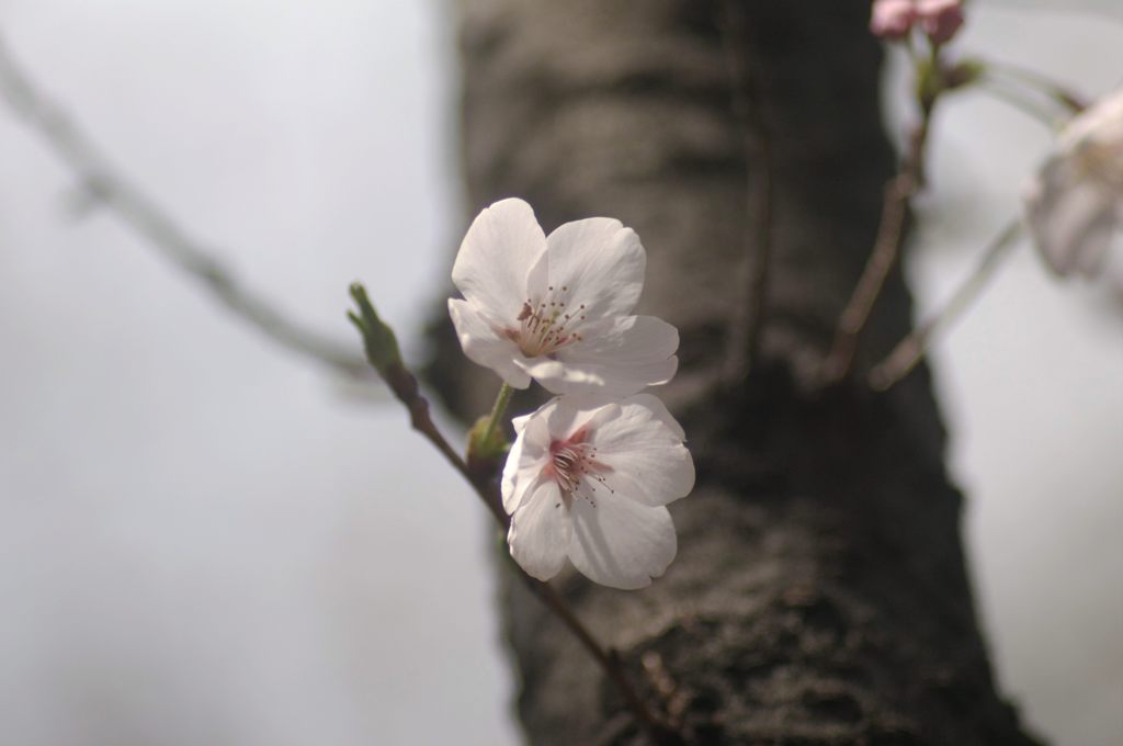 2014年3月　サクラ
