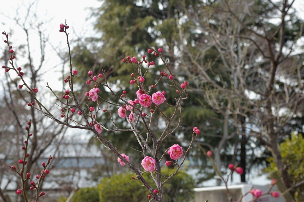 伊丹・西猪名公園