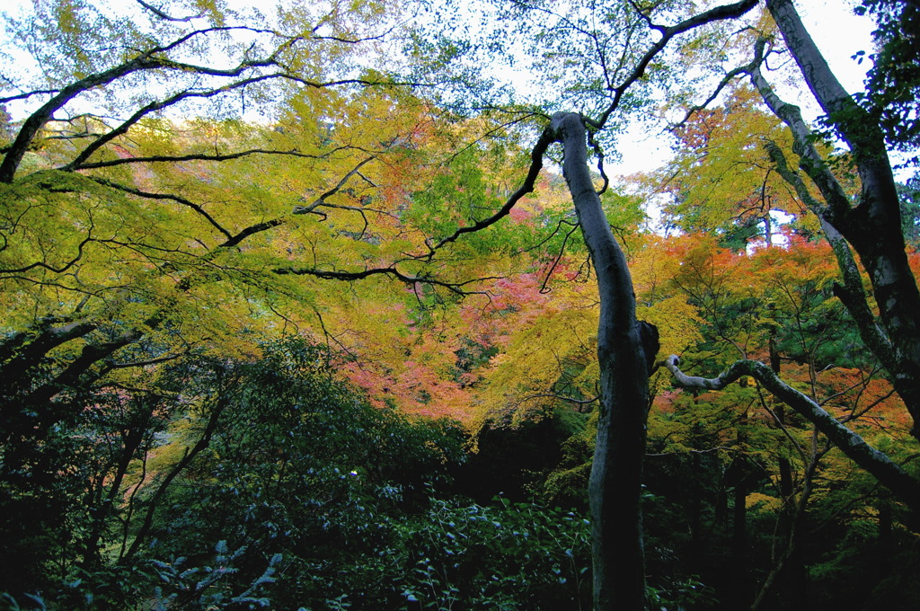 箕面滝道
