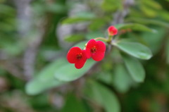 服部緑地・都市緑化植物園