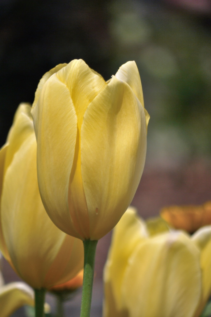 チューリップ