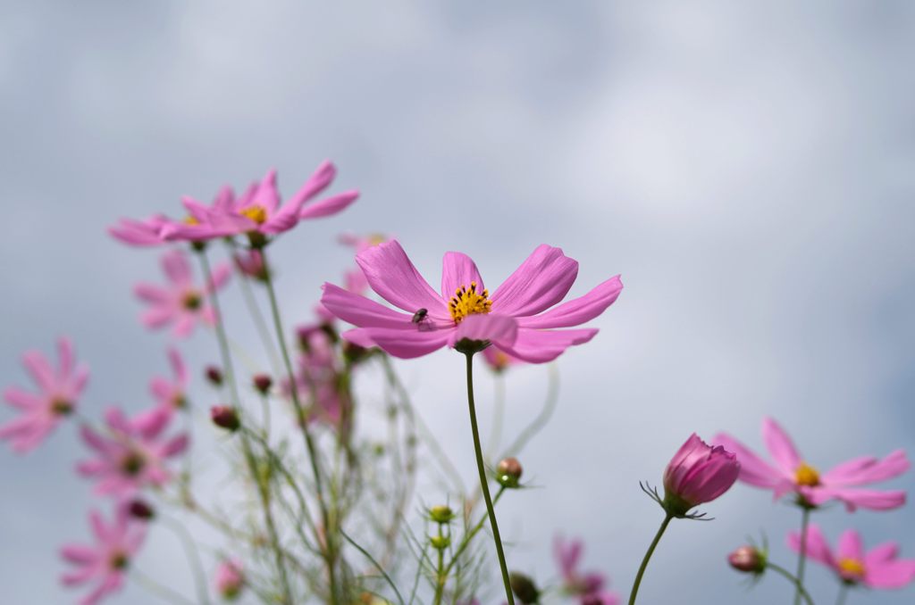 2012年10月　コスモス