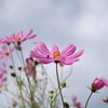 2012年10月　コスモス