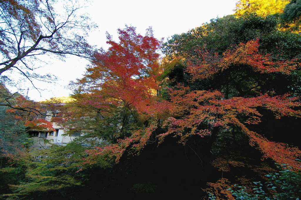 箕面滝道