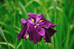 花しょうぶ　D700