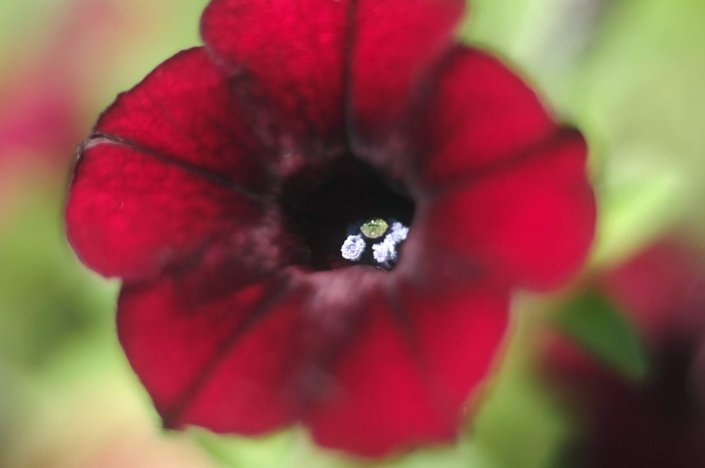 2014年9月　花