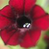 2014年9月　花