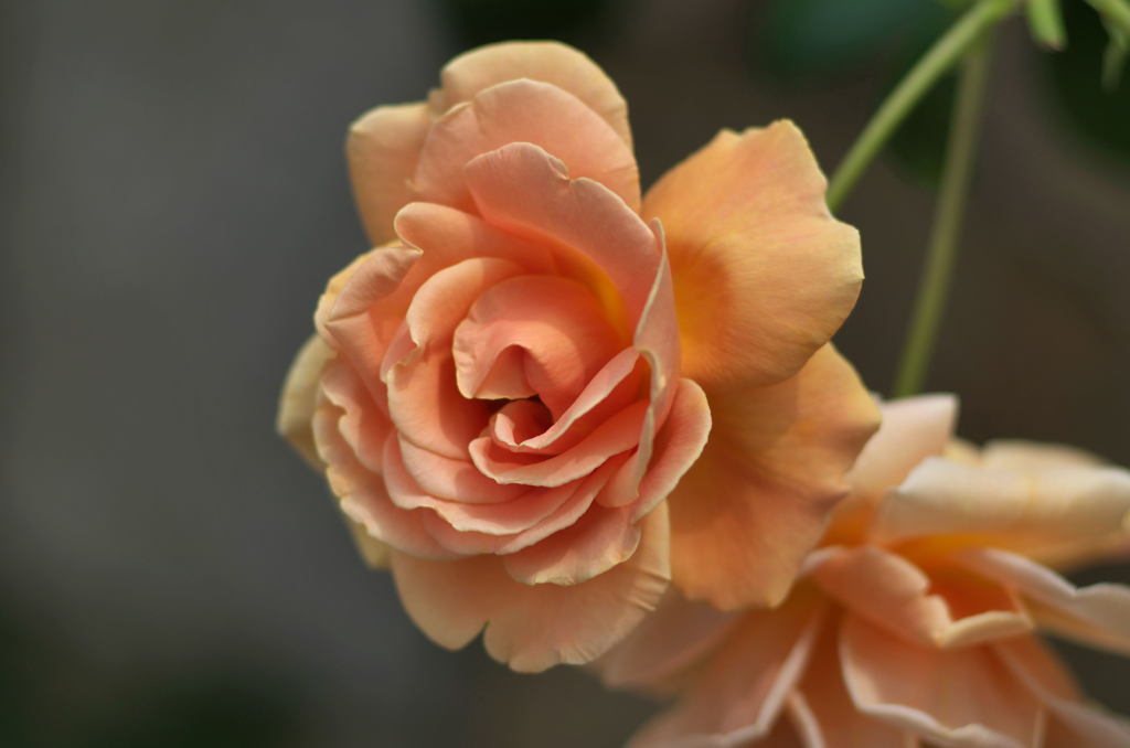 2012年5月　バラ