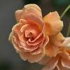 2012年5月　バラ