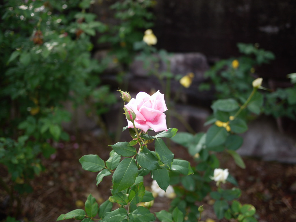 尼崎市・大井戸公園