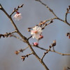 3月24日の万博公園、サクラだと思う