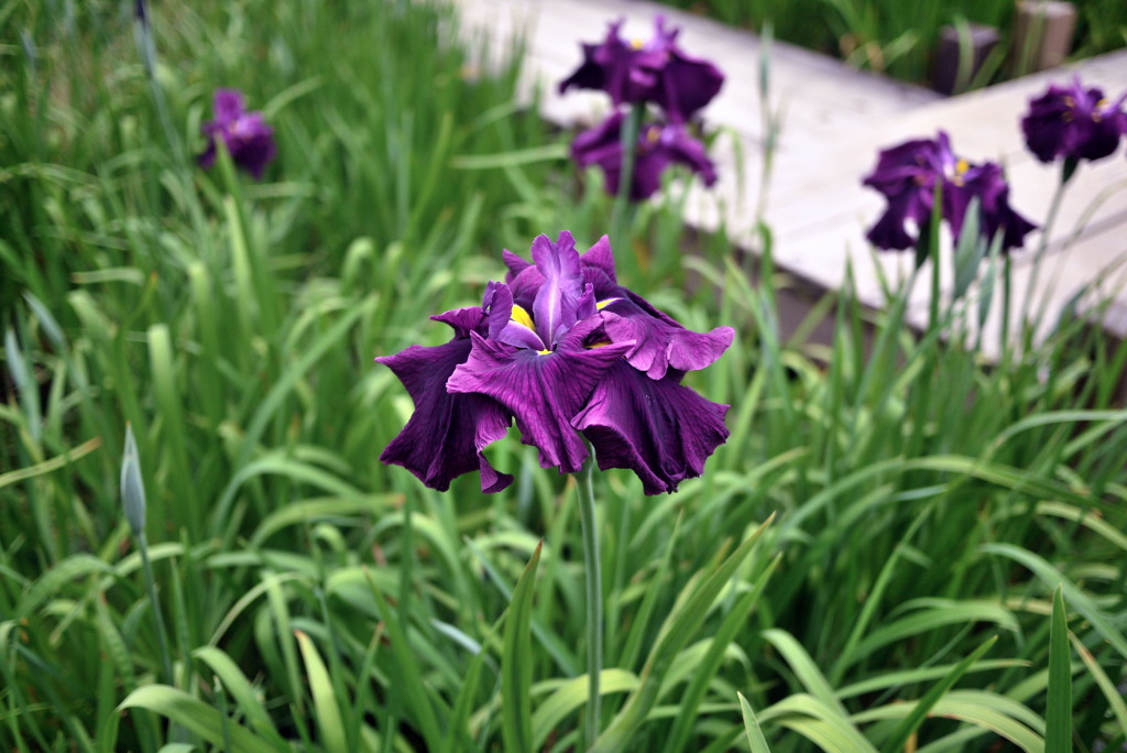 花しょうぶ　GF1