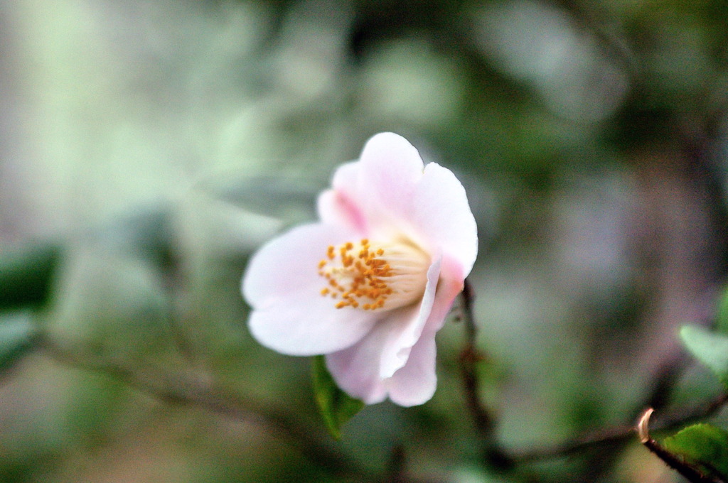 服部緑地・都市緑化植物園