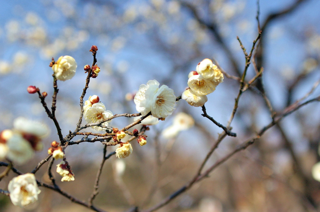 万博公園