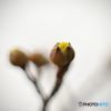 2016年2月　上坂部西公園