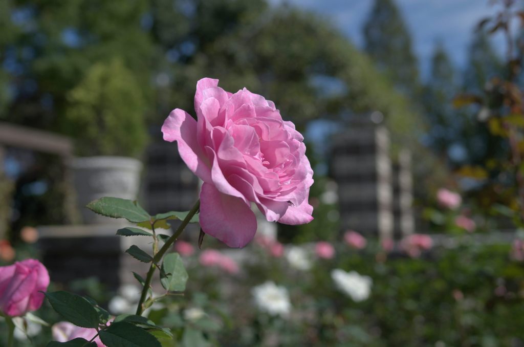 2012年10月　バラ