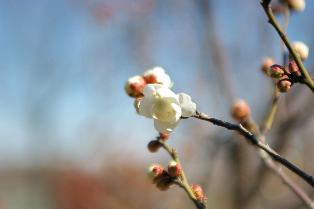 2011.01　西猪名公園