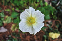 服部緑地・都市緑化植物園