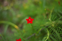 コシノンで赤い星の花。