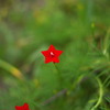 コシノンで赤い星の花。