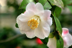 服部緑地・都市緑化植物園