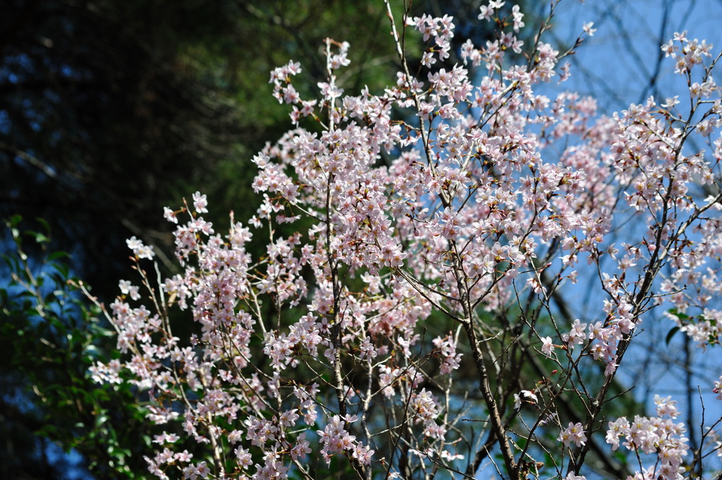 3月26日、咲いてました～