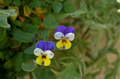 服部緑地・都市緑化植物園