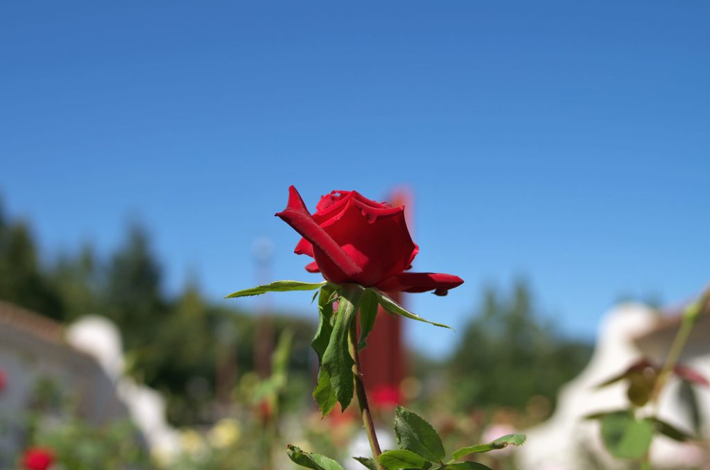 2012年10月　バラ