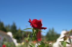 2012年10月　バラ