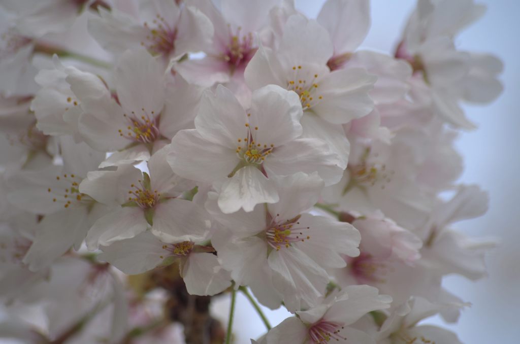 2013年4月　ソメイヨシノ