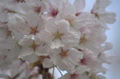 2013年4月　ソメイヨシノ