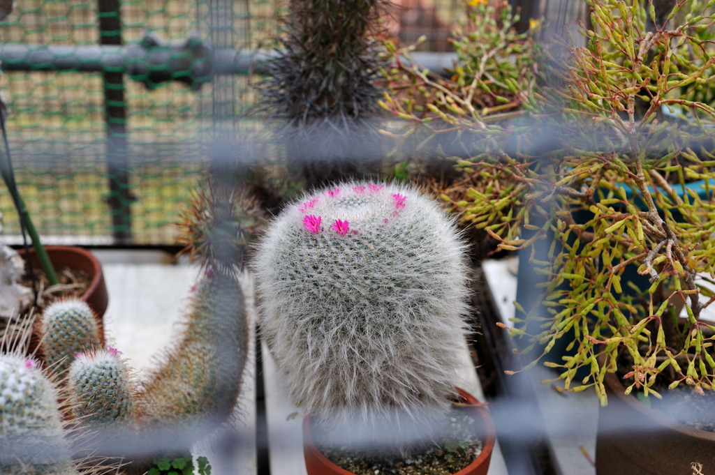 花咲くサボテン