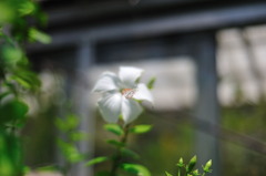 f1.8でハイビスカス