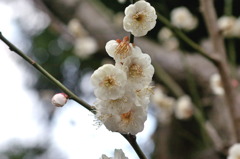 服部緑地・都市緑化植物園