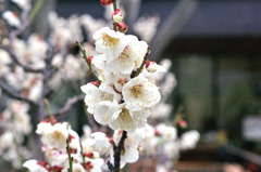 服部緑地・都市緑化植物園