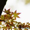 2016年3月　上坂部西公園