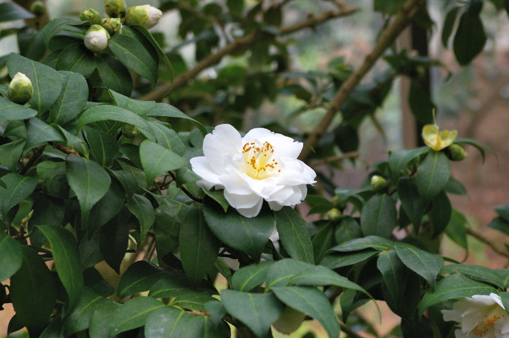 服部緑地・都市緑化植物園